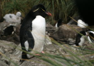 Rockhopper Penguin