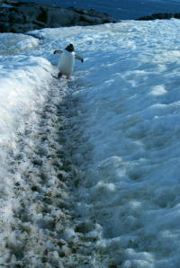Penguin in Trail