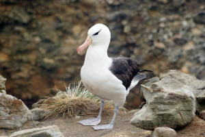 Albatross