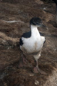 Juvenile King Shag