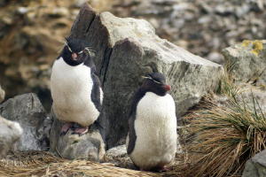 Rockhopper Penguins