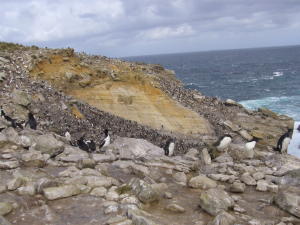 Rockhopper Colony