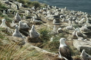 Albatross colony