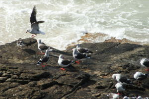 Dolphin Gulls