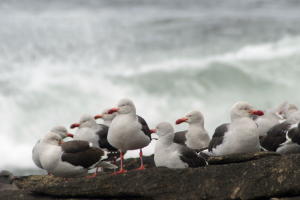 Dolphin Gulls