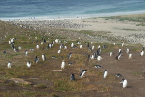 Gentoo Penguins