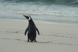 Magellanic Penguin