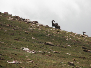 Mountain Goats Along Tracks