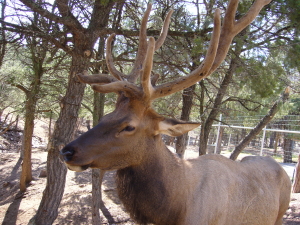 Elk 