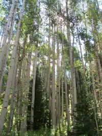 Grove of Aspen Trees
