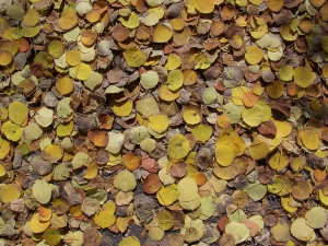 Aspen Leaves