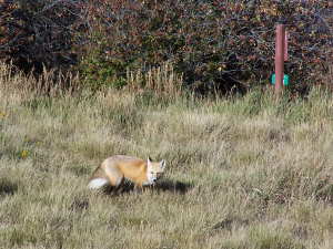 White Tail fox
