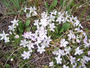 Flowers in Tincup