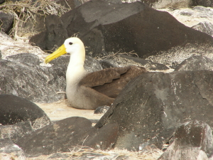 Waved Albatross