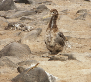 Baby Albatross and Lava Lizard