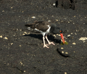 American Oystercatcher