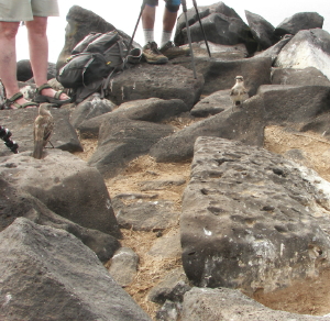 Mockingbirds and Photographers