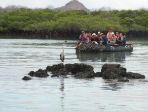 Photographers shooting blue heron