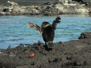 cormorant drying wings