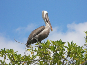 Pelican in Tree
