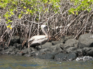Pelican on Shore