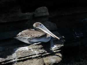 Pelican On cliff