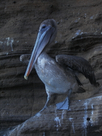 Pelican