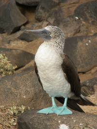 Blue-footed Booby
