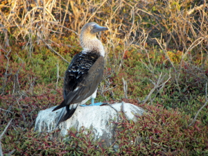 Blue-Footed Booby