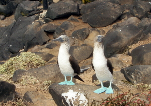 Dance of Blue-footed Boobies