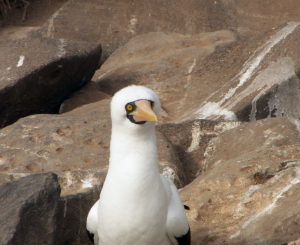 Mask of Nazca Booby