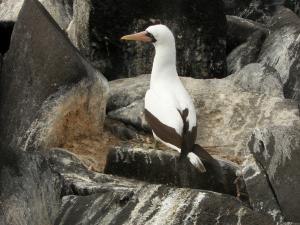 Nazca Booby on Nest