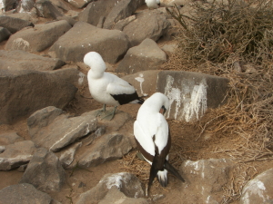 Nesting Pair of Masked Boobies