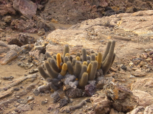 Lava Cactus