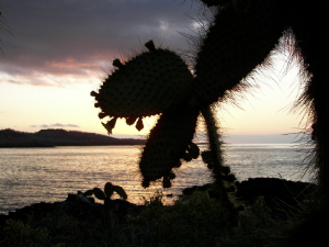 Cactus at Sunset