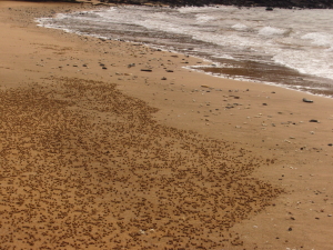 Ghost Crab Sand Balls