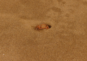 Ghost Crab