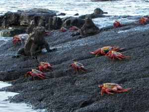 Sally Lightfoot Crabs and Marine Iguanas