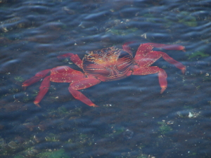 Sally Lightfoot Under Water