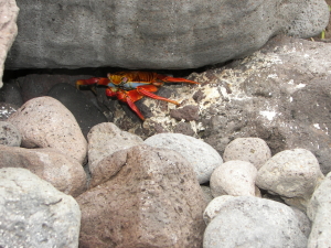 Sally Lightfoot Under Rock