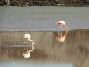 Baby and Adult Flamingo