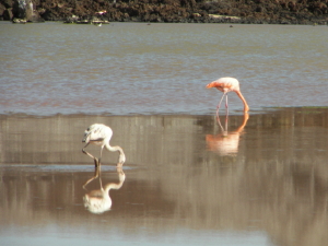 Flamingos