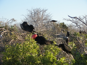 Nesting Frigatebirds