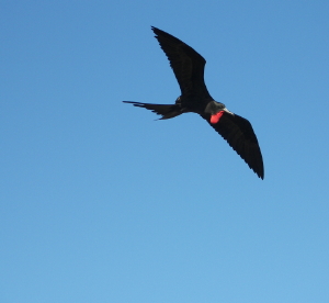Frigatebird in flight