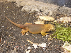 Land Iguana eating