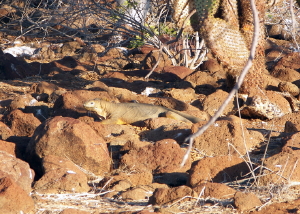 Land Iguana on the run
