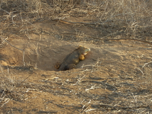 Land Iguana