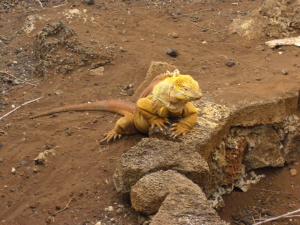 Land Iguana