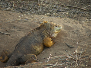 Land Iguana