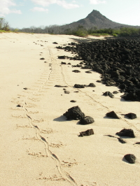 Land Iguana Tracks